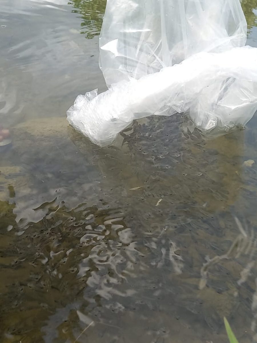 Benih ikan nila ditebar ke kolam