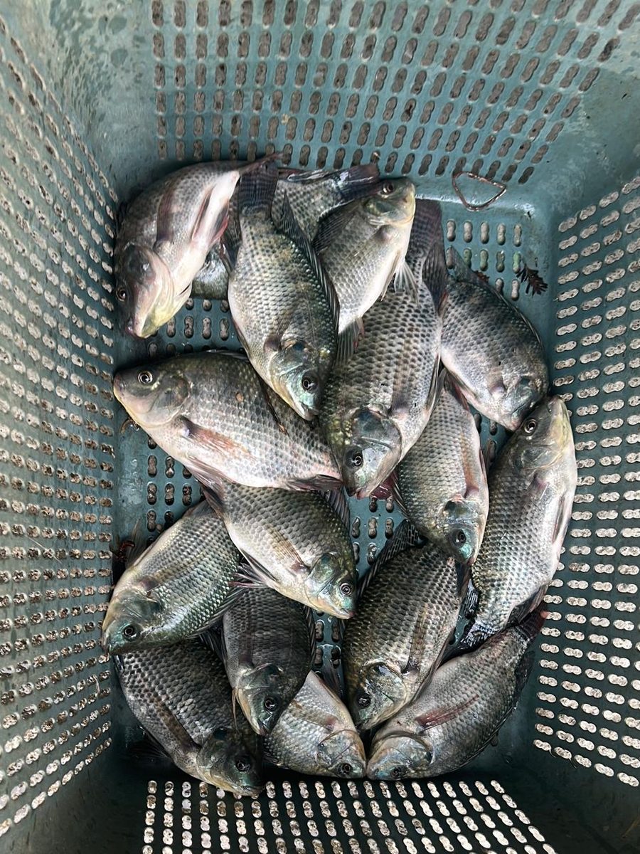 Hasil panen ikan nila UPR Mina Mandiri